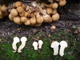 Pholiota squarrosa image