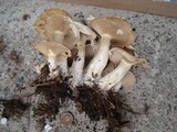 Clitocybe subconnexa image