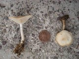 Clitocybe tarda image