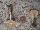 Clitocybe tarda image