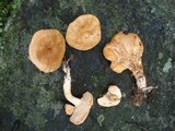 Hydnum subrufescens image
