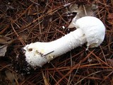Amanita polypyramis image