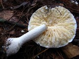 Amanita polypyramis image