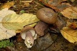 Tylopilus plumbeoviolaceus image