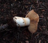 Cortinarius caperatus image