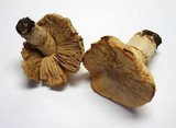 Cortinarius caperatus image