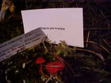 Hygrocybe miniata image