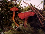 Hygrocybe miniata image