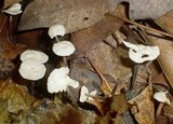 Tetrapyrgos nigripes image