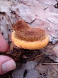 Onnia tomentosa image