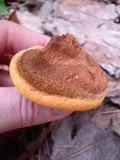 Onnia tomentosa image