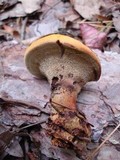 Onnia tomentosa image