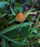 Galerina subclavata image