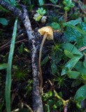 Galerina subclavata image