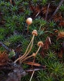 Galerina perplexa image