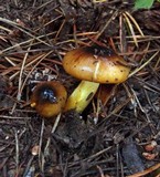 Hygrophorus boyeri image