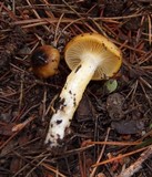 Hygrophorus boyeri image