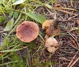 Lactarius alpinus image