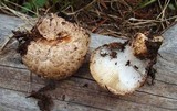 Neolentinus ponderosus image