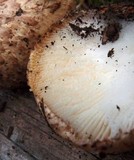 Neolentinus ponderosus image