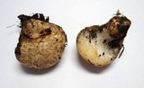 Neolentinus ponderosus image