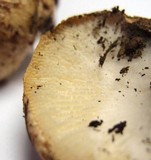 Neolentinus ponderosus image