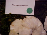 Pleurocybella porrigens image