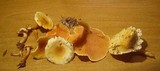 Hygrophoropsis aurantiaca image