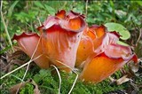 Guepinia helvelloides image