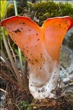 Guepinia helvelloides image