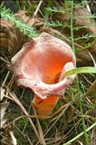 Guepinia helvelloides image