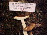 Tricholoma fulvum image
