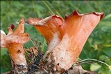 Guepinia helvelloides image