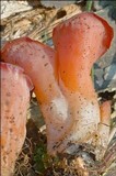 Guepinia helvelloides image