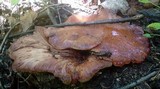 Fistulina hepatica image