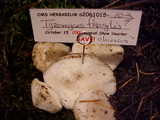 Postia fragilis image