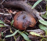 Suillus brevipes image