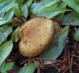 Suillus tomentosus image