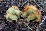 Suillus tomentosus image