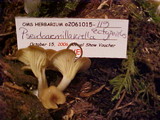 Pseudoarmillariella ectypoides image