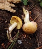 Tricholomopsis rutilans image