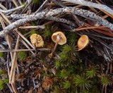 Xeromphalina cauticinalis image