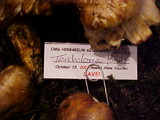 Tricholoma focale image