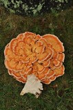 Laetiporus cincinnatus image