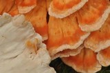 Laetiporus cincinnatus image