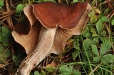 Gymnopus luxurians image