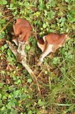 Gymnopus luxurians image