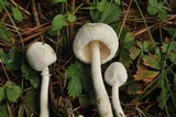 Leucocoprinus cepistipes image