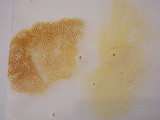 Xanthoconium affine image