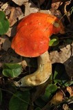 Gyroporus ballouii image